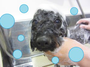 シャンプートイプー