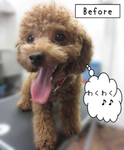 よろしくトイプー