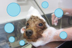 シャンプートイプー