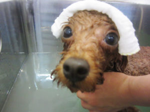 お風呂トイプー