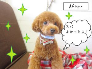 仕上がりトイプー