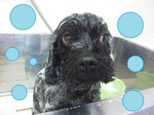 シャンプーミックス