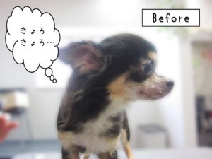 よろしくチワワ