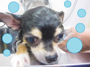 シャンプーチワワ