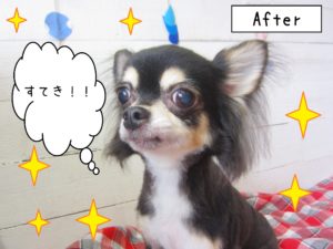 仕上がりチワワ