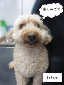 TPのペコちゃんカット前