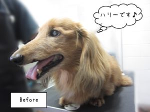 ハリーちゃんカット前