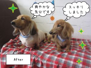 キングちゃんハリーちゃん施術後