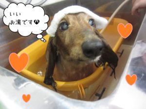 MDのハリーちゃんスパ中