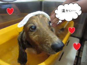 MDのキングちゃんスパ中