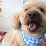 ペコちゃんアイキャッチ