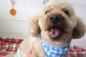 ペコちゃんアイキャッチ