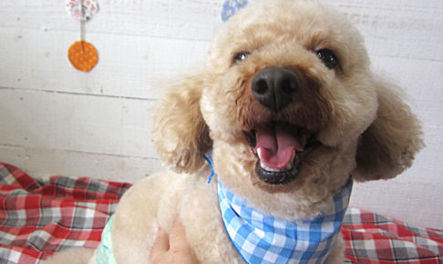 ペコちゃんアイキャッチ