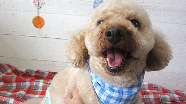 ペコちゃんアイキャッチ