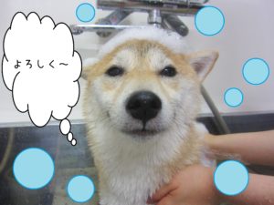 シャンプーしば