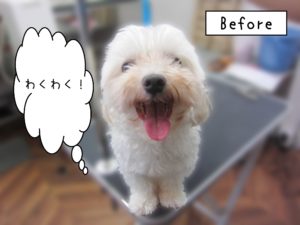 よろしくマルチーズ