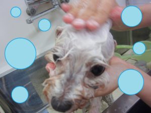 シャンプーマルチーズ