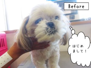 よろしくシーズー