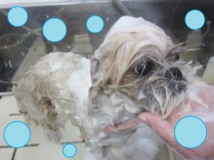 シャンプーシーズー