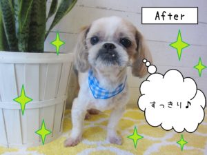 仕上がりシーズー