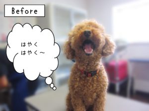 よろしくトイプー