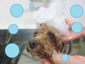 シャンプートイプー