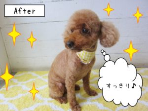 仕上がりトイプー