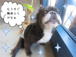 仕上がりミックス