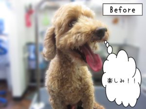 よろしくトイプー