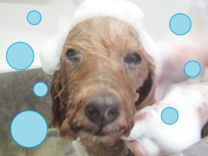 シャンプートイプー