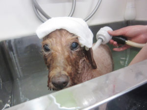 お風呂トイプー