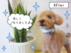仕上がりトイプー