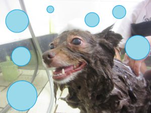 シャンプーポメ