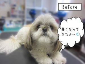 よろしくシーズー