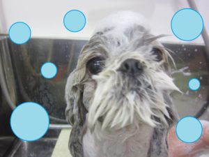 シャンプーシーズー