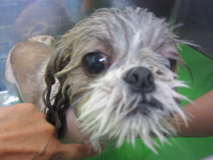 お風呂シーズー