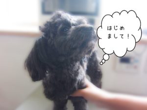 よろしくミックス