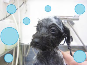 シャンプーミックス