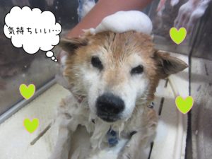 柴犬のポロちゃんシャンプー中