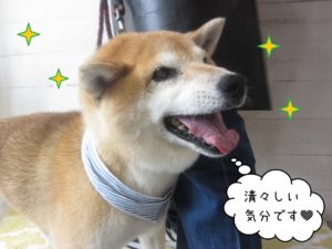 柴犬のポロちゃん施術後