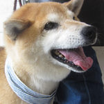 ポロちゃんアイキャッチ