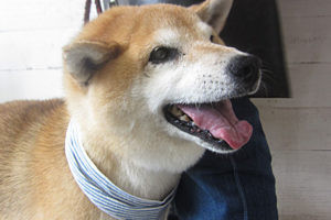 ポロちゃんアイキャッチ