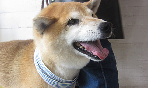 ポロちゃんアイキャッチ