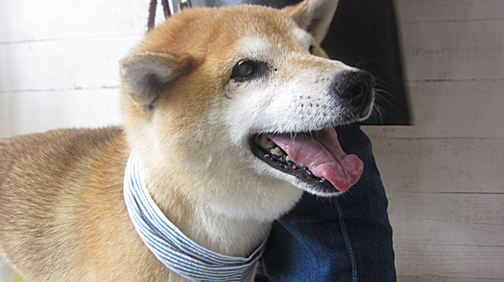 ポロちゃんアイキャッチ