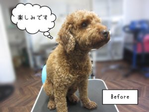 TPの大悟ちゃんカット前