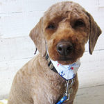 大悟ちゃんアイキャッチ