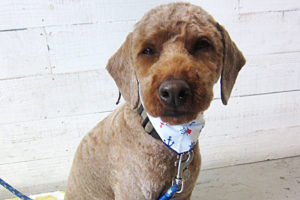 大悟ちゃんアイキャッチ