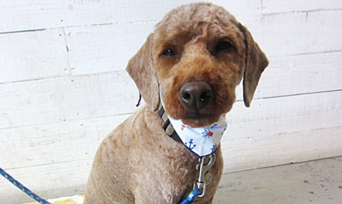 大悟ちゃんアイキャッチ