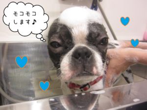 BTのバブちゃんシャンプー中