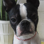 バブちゃんアイキャッチ